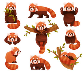 Wall Mural - adorable red panda as small fluffy mammal with dense reddish-brown fur and ringed tail in different 