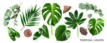 Different Tropical Leaves Set. PNG With Transparent Background. Flat Lay. Without Shadow.