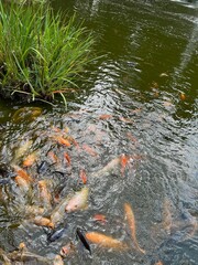 Wall Mural - Many golden carps swimming in water outdoors