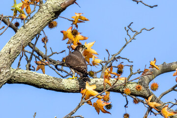 Poster - bird on tree