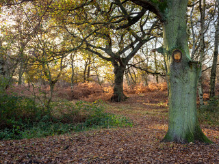 Wall Mural - Winter sunlight in a wood with fallen leaves and bracken