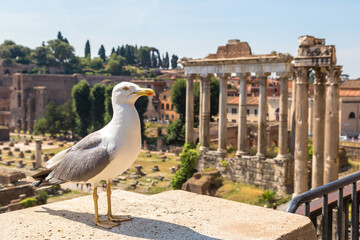 Fototapete - Seagull and ruins of Forum  in  Rome