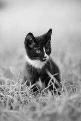 Wall Mural - Black and white kitten sitting on the grass. BW photo