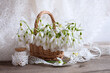 Bouquet of spring snowdrop flowers in a basket on a wooden table, lace white ribbon and shawl. Still life, holiday card.