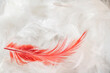 © Esta Webster - fons de plumes blanches avec une plume rouge en premier plan