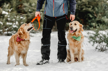 Wall Mural - Golden retriever dogs in winter time