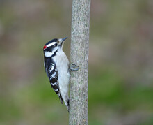 Downy Woodpecker Searching Pest On The Tree Trunk