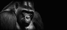  Beautiful Portrait Of A Gorilla. Male Gorilla On Black Background