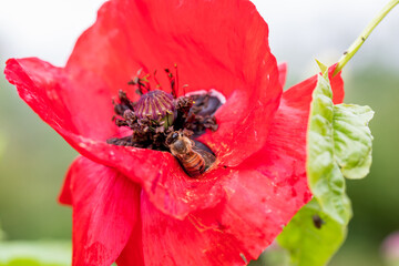 Wall Mural - Bees on red common poppy, collecting pollen