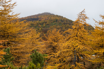 Wall Mural - Autumn landscape. View of the larch trees and the mountain. Larch forest in the mountains. Overcast weather. Northern nature of Siberia. Magadan region, Far East of Russia. Natural background.