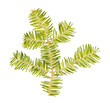 Close-up detailed image of a balsam fir tree branch with bright green needles on a transparent background.
