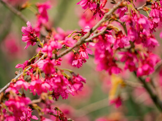 Wall Mural - Close up shot of cherry flower blossom in Lou Lim Ioc Garden