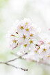 © officeU1 - 満開の桜
