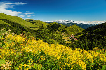 Wall Mural - Yellow Flower blossom in the Hehuanshan mountain