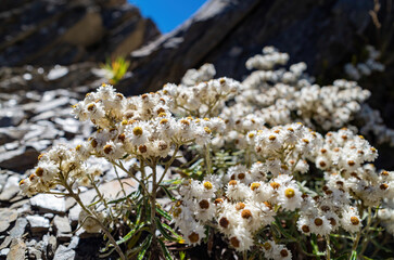 Wall Mural - Anaphalis margaritacea Flower blossom in the Hehuanshan mountain