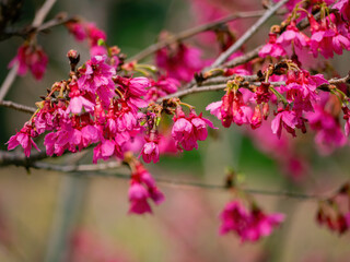 Wall Mural - Close up shot of cherry flower blossom in Lou Lim Ioc Garden