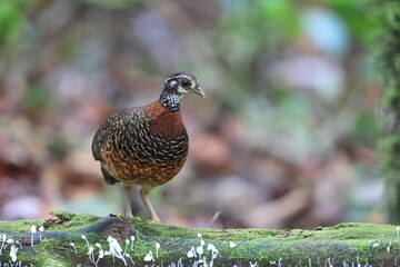 Sticker - Chestnut-necklaced Partridge (Tropicoperdix charltonii) in Sabah, Borneo, Malaysia