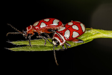 Poster - Adult Flea Beetle