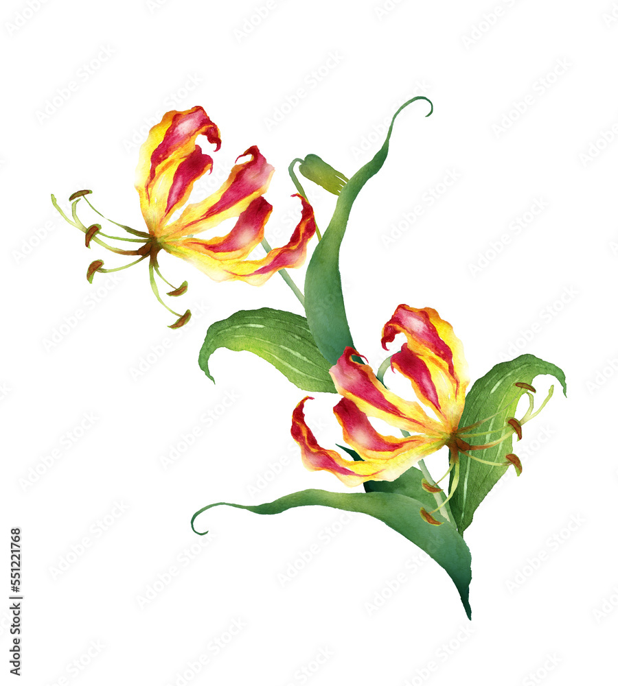 グロリオサの花の水彩画 の Stock イラスト | Adobe Stock