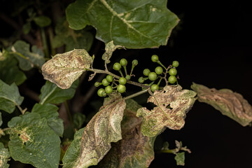 Canvas Print - flowering plant commonly known as jurubeba