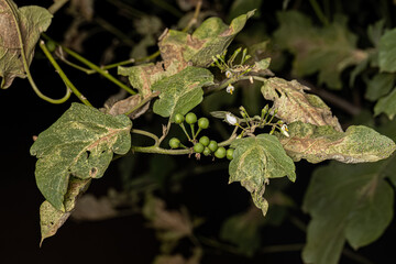 Poster - flowering plant commonly known as jurubeba