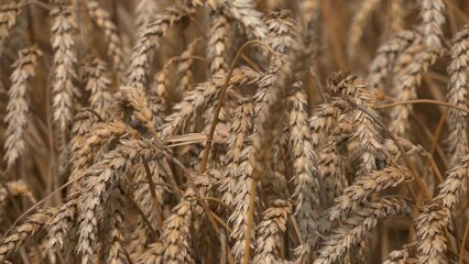 Wall Mural - Wheat Rye Field, Ears of wheat close up. Harvest and harvesting concept. Ripe barley on the field on late summer morning time, sunrise backlight, shallow depth of the field
