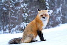 Fox In Winter