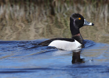 Ring Necked Duck In Roadside Ditch