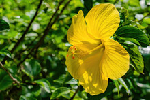 A Yellow Hibiscus In The Woods