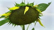 Sunflower Heads Drooping Full Of Seeds To Be Harvest At The End Of The Growing Season On A Farm Field On A Cloudy Day In Autumn