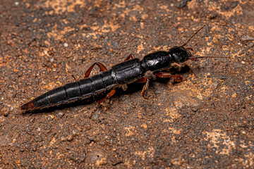 Wall Mural - Adult Rove Beetle