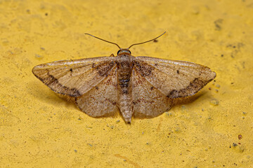 Canvas Print - Adult Geometer Moth