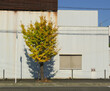 © Toshiyuki - 歩道の紅葉する木。岡山県倉敷市。The tree changing color on the side walk.Kurashiki City, Okayama pref, West Japan.