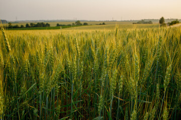 Close up of green young ears of wheat. Ears of green barley. Future harvest