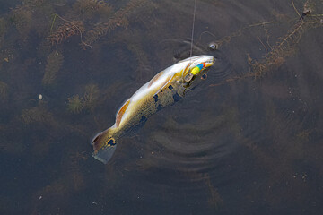 Peacock Bass Fish