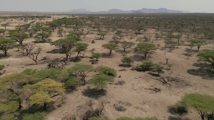 Wall Mural - Aerial view of samburu game reserve in Kenya