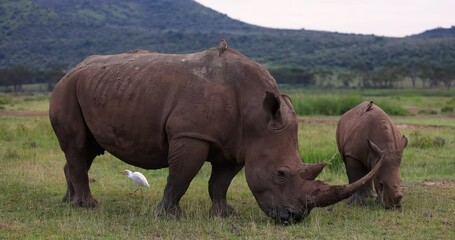 Wall Mural - A white rhinoceros family eating grass in the nakuru game reserve in Kenya