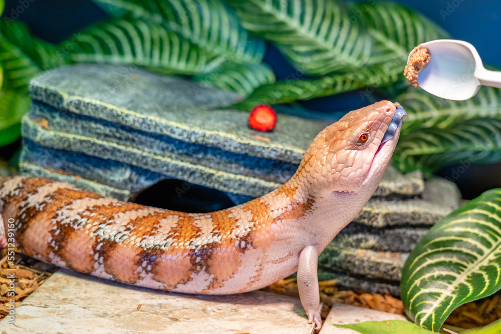 Skink lizard (family Scincidae) opens its mouth and shows a blue tongue ...
