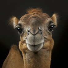Camel Face Close Up Portrait - AI Illustration 03