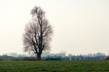 A tall tree without leaves and bales of silage on a meadow against a hazy sky