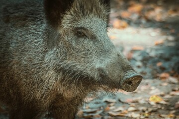 Poster - Closeup of a Central European boar in the zoo park