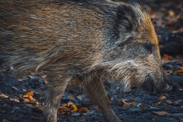 Poster - Cute baby Central European boar in the zoo park