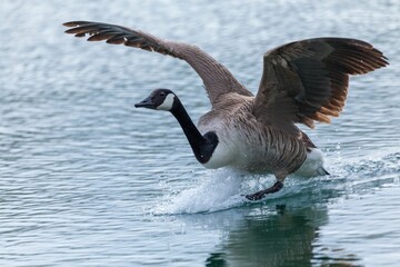 Poster - Goose landing on the lake water