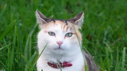 Canvas Print - Funny red and white domestic cat eating green grass in the garden. Full HD slow motion video portrait of funny female cat