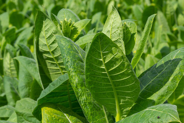 Wall Mural - Tobacco big leaf crops growing in tobacco plantation field