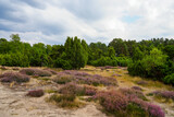 Fototapeta Na ścianę - Nature in the Westruper Heide. Landscape with heather plants and trees in the nature reserve in Haltern am See.