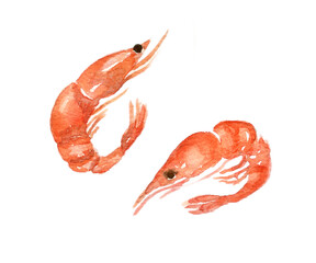 Watercolor set of shrimps. Hand-drawn illustration isolated on the white background