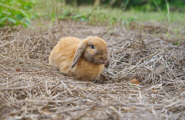 Wall Mural - brown adorable rabbit lying on dry grasses