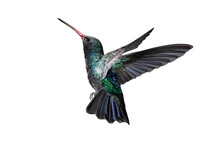 Broad-Billed Hummingbird (Cynanthus Latirostris) In Flight On A Transparent Background