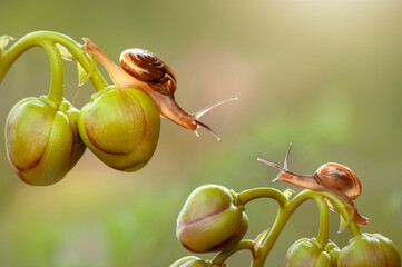 Snail on leaf in tropical forest